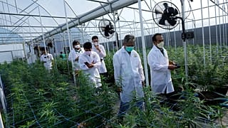 Tanulmányút egy kannabiszfarmra thaiföldi vállalkozóknak 2022. június 5-én