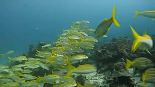 Peces nadando en el Pacífico
