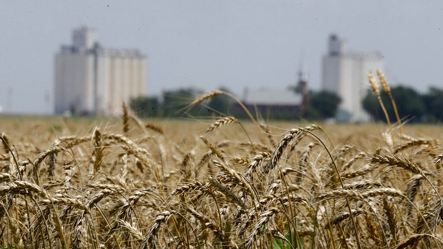 Archives : champ de blé au Kansa (USA), le 21/06/2015