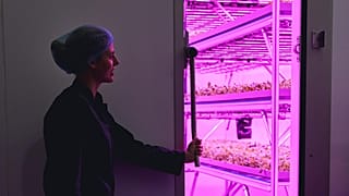 A third of the basil British retailers use already comes from Jones Food Company.