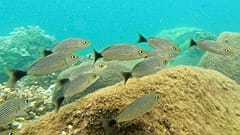 Fauna marinha no Oceano Pacífico