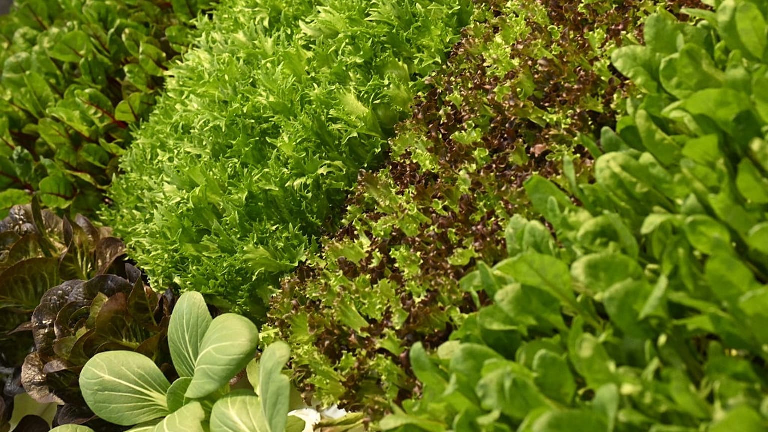 Salad crops are going to waste in the UK