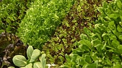 Salad crops are going to waste in the UK