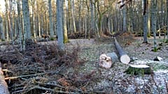 In this March 24 , 2017 file photo, a bison stands among fir trees that have been logged, in the Bialowieza Forest, Poland. 