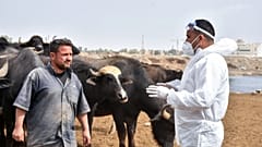 عضو فريق بيطري يتحدث إلى مزارع خلال حملة تطهير للماشية في مدينة كركوك شمال العراق، 7 مايو 2022