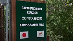Το πάρκο ιαπωνικών κερασιών Σακούρα στην Κύπρο