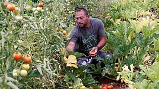 قاسم الشريم يقطف طماطم مزروعة في صوبة زراعية في قرية بني حيان جنوب لبنان. 2022/06/07 
