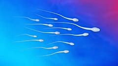 Die Qualität von Spermien bei Männern in westlichen Ländern nimmt weiter ab. Ein Grund könnten Schadstoffe sein, die Forscher:innen jetzt in Urinproben nachgewiesen haben. 