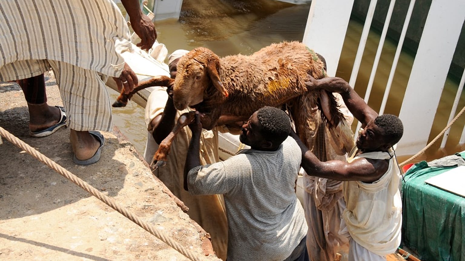 Sudan'da küçükbaş hayvan yüklü gemi battı