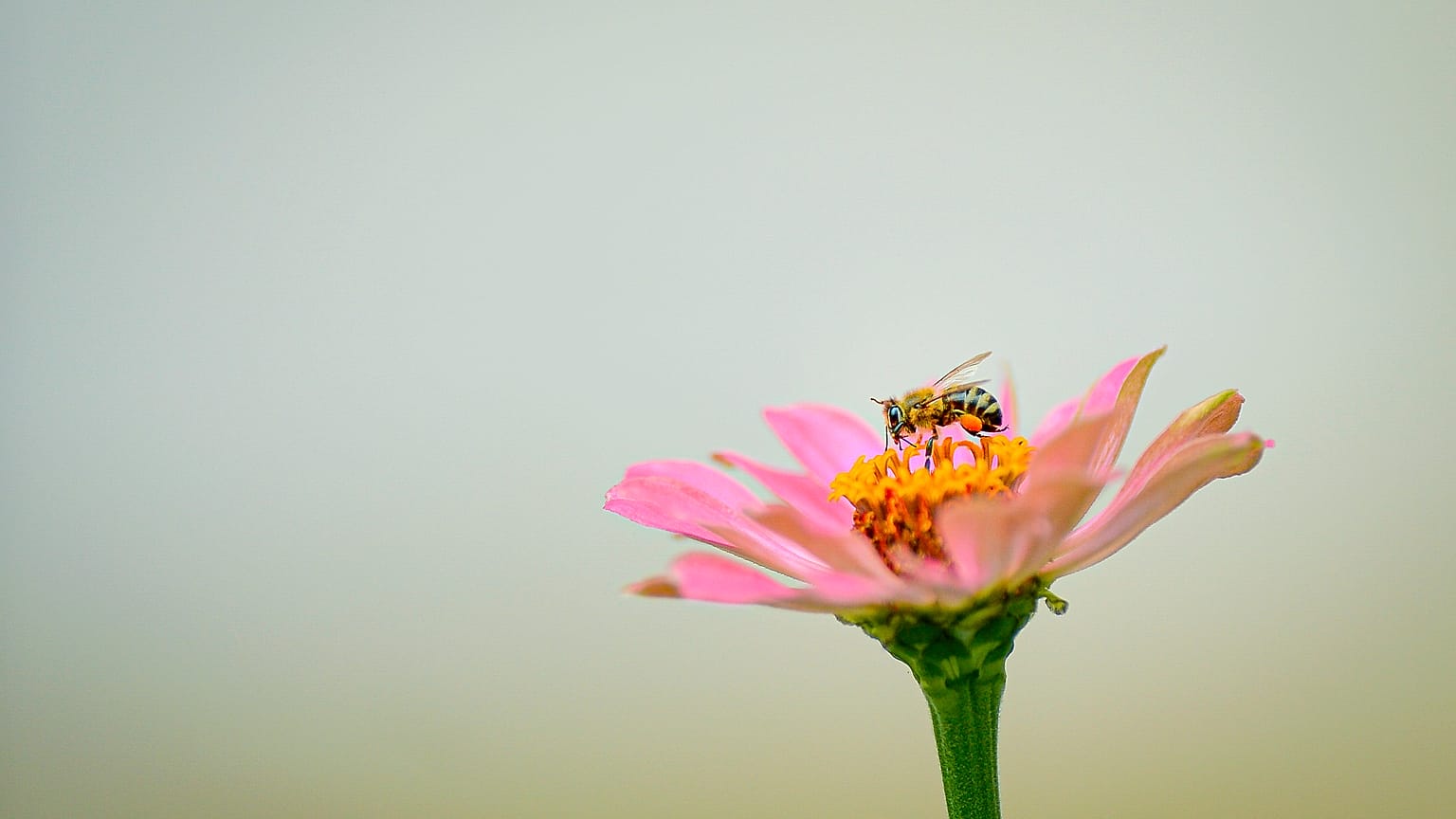 Une abeille butine.