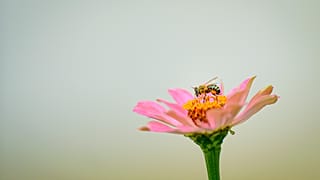 Une abeille butine.
