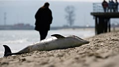 Strandbesucher läuft an einem toten Delfin vorbei, Varna, Bulgarien, 17.03.2017