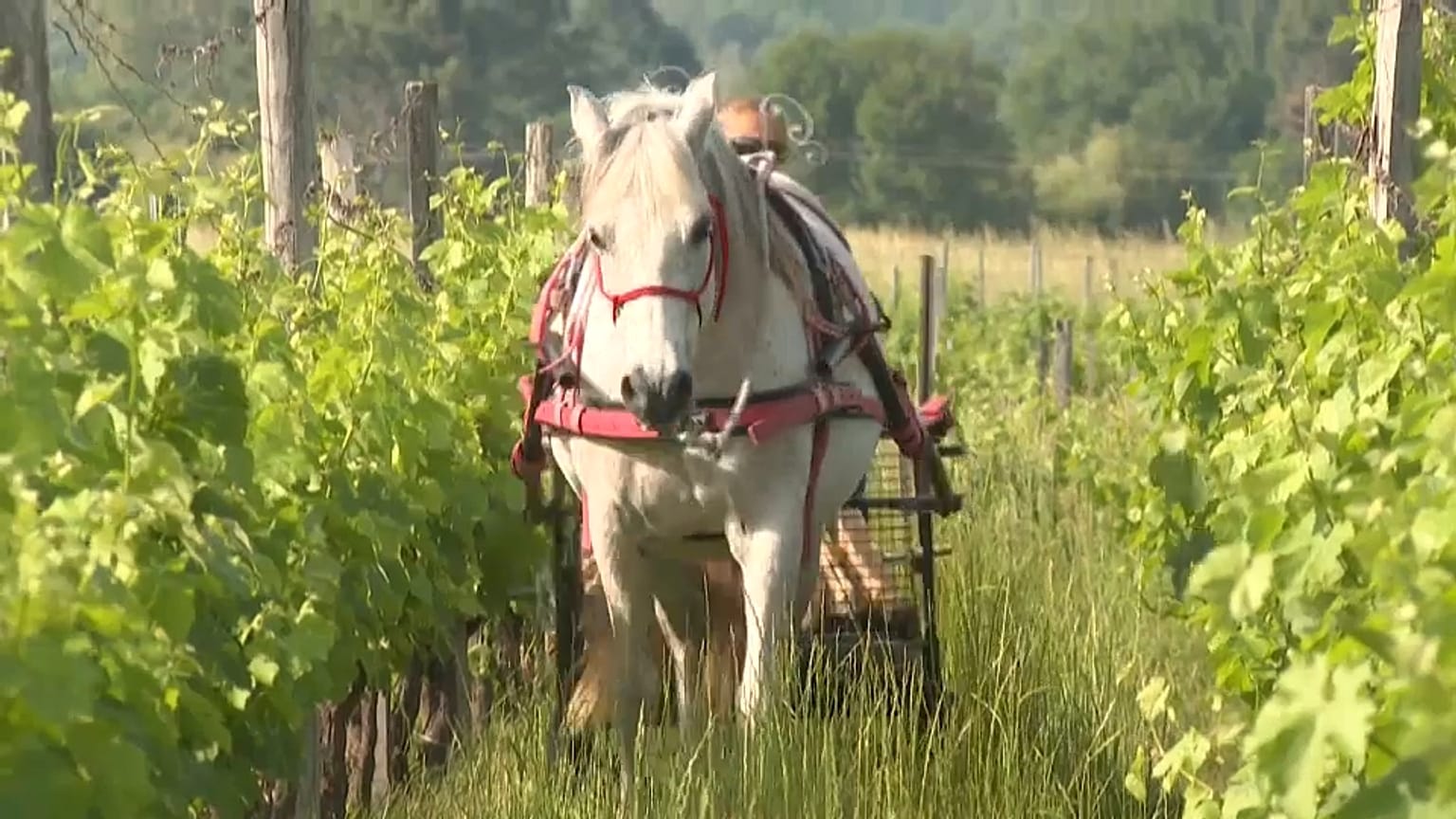 Ein Kaltblüter bei der Arbeit in einem französischen Weinberg