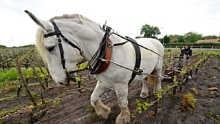 Archives : cheval travaillant dans les vignes du Château de Rouillac (région de Bordeaux, sud-ouest de la France), le 26/04/2021