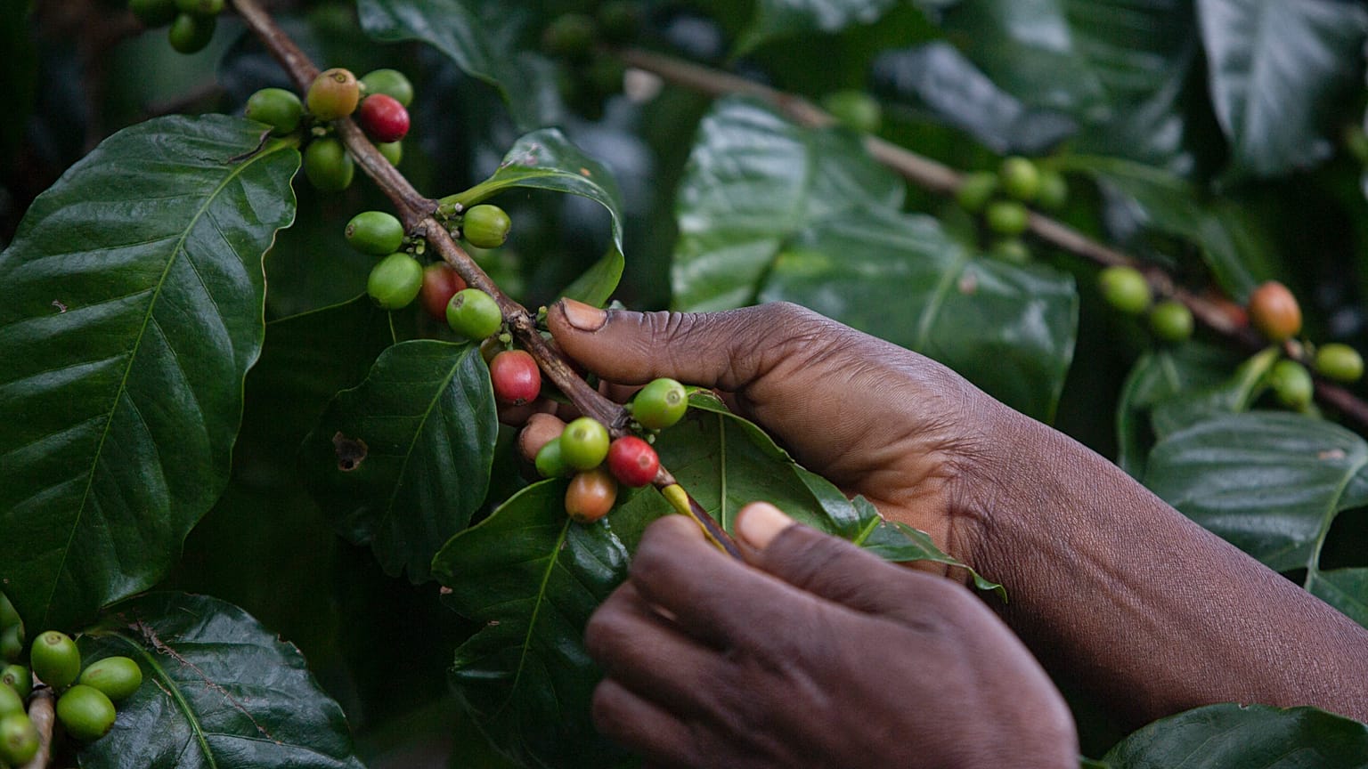 Plantação de café na Gorongosa, Moçambique