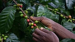 Plantação de café na Gorongosa, Moçambique