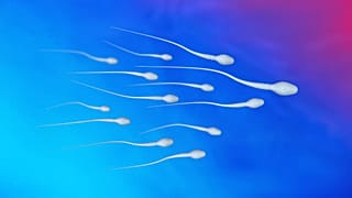 A csökkenő spermiumszám okát keresik kutatók