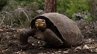 Fernanda the tortoise