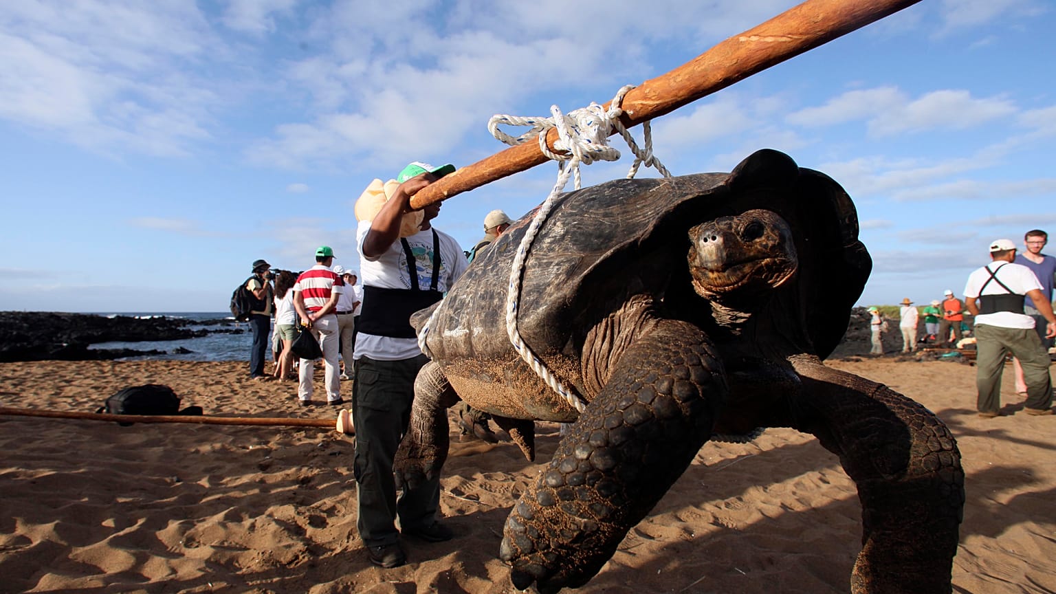 Eine Schildkröte wird von Rangern auf der Insel Pinta getragen, in den nördlichen Gewässern des Galapagos-Archipels, 2012