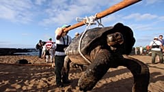 Eine Schildkröte wird von Rangern auf der Insel Pinta getragen, in den nördlichen Gewässern des Galapagos-Archipels, 2012