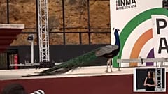 Die Veranstaltung fand im Revier des Pfaus statt.