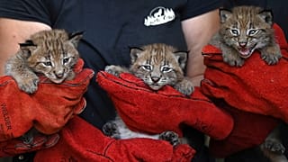 Knapp einen Monat alt: Die Baby-Luchsinnen in Rhodes.