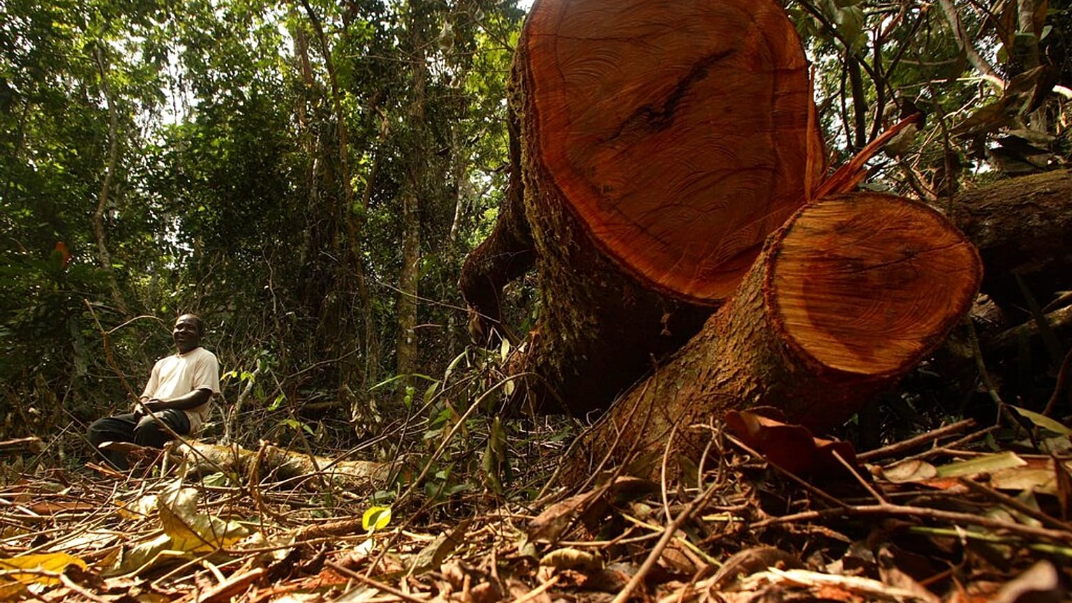 Ein gefällter Baum in Nigeria