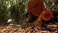 Ein gefällter Baum in Nigeria