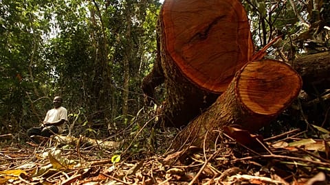 An unidentified man sits next to a felled tree at the Afi mountain forest reserve near Ikom, Nigeria, Thursday, Dec. 13, 2007.