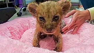 As a tiny cub, Simba was found, abandoned and emaciated, in a cardboard box in a deserted garage, near Moscow.