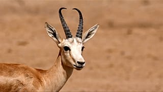 الجفاف يهدد حياة الغزلان في العراق.