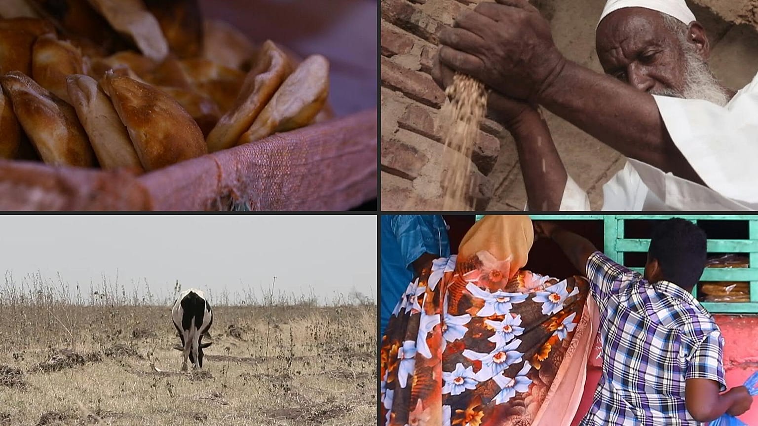 أزمة القمح تضرب السودان رغم وفرة الإنتاج. 