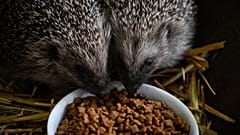 Igel sind zunehmend vom Klimawandel bedroht