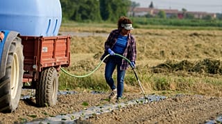Agricultrices irriguant un champ de citrouilles à l'aide d'une pompe élévatrice d'eau près du fleuve Pô à Guastalla, en Italie, mercredi 15 juin 2022.