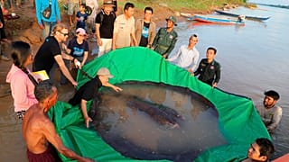 La raya gigante pesa 300 kg. 