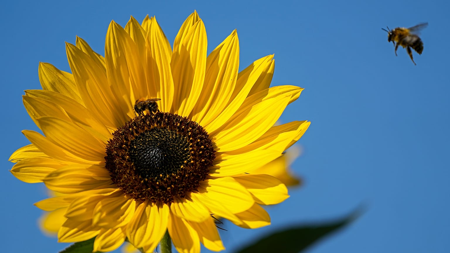 A bee arrives at a sunflower under blue sky in Gelsenkirchen, Germany, Thursday, Sept. 23, 2021.