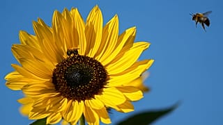 A bee arrives at a sunflower under blue sky in Gelsenkirchen, Germany, Thursday, Sept. 23, 2021.