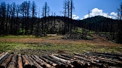 Сгоревший лес пна острове Эвия окрывается новой порослью