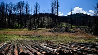 Сгоревший лес пна острове Эвия окрывается новой порослью