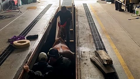 Firefighters rescued a horse, that fell into a six-foot truck-washing pit.