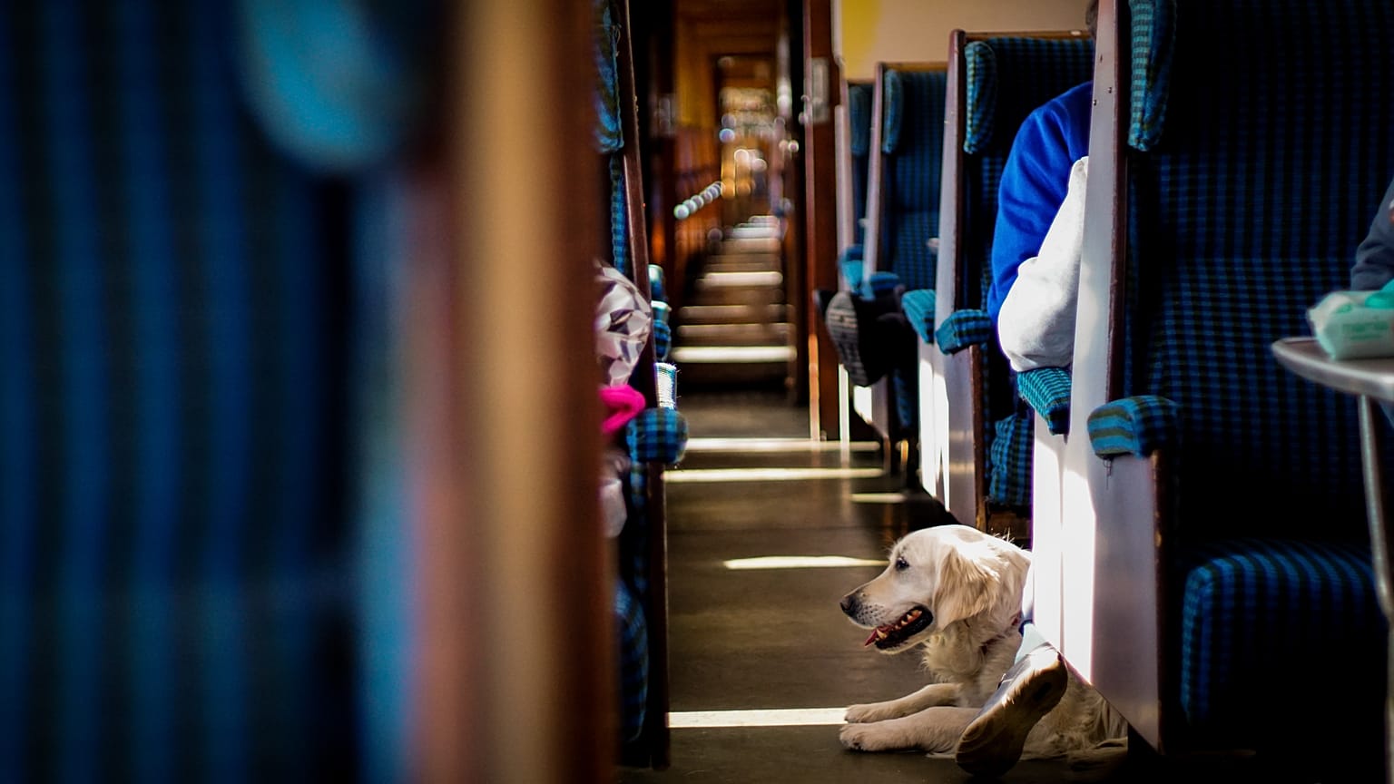 Italy’s leading rail operator is allowing small pets to travel for free on trains this summer.