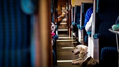 Italy’s leading rail operator is allowing small pets to travel for free on trains this summer.