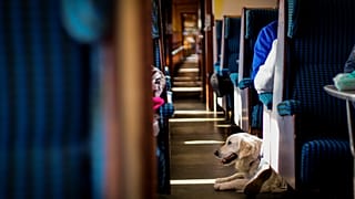 Italy’s leading rail operator is allowing small pets to travel for free on trains this summer.