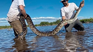 Florida eyaletinde rekor büyüklükte piton yakalandı