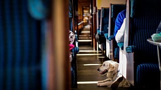 Trenitelia permetterà ai suoi passeggeri di viaggiare gratuitamente con i loro cani
