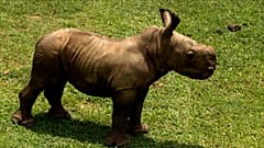 Ale, le bébé rhinocéros. 