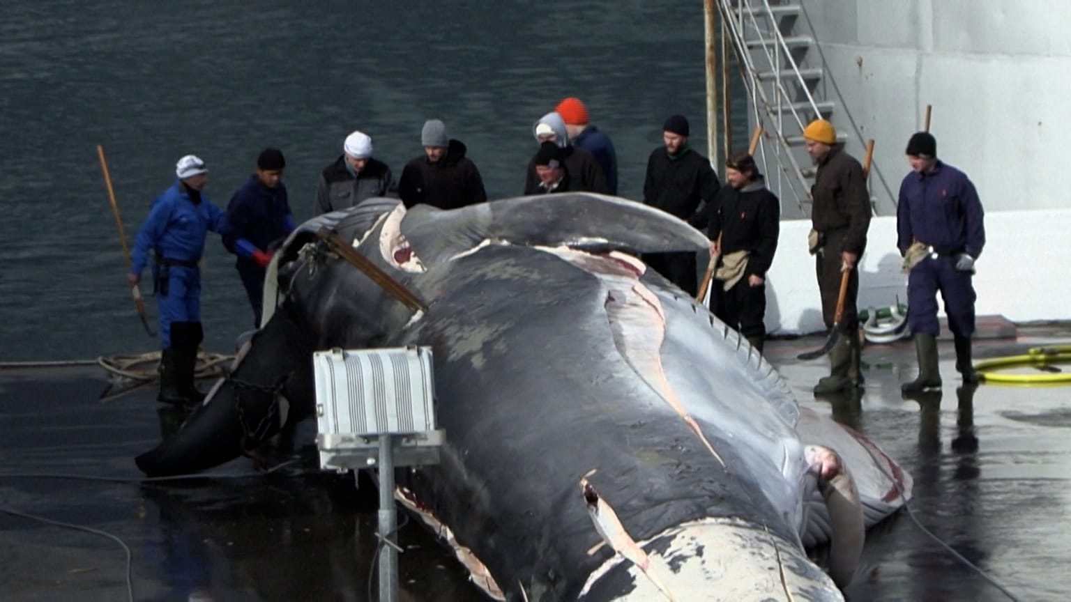 Fishermen with the whale