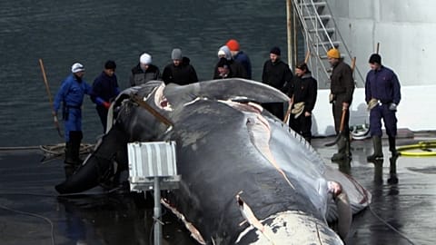 Fishermen with the whale
