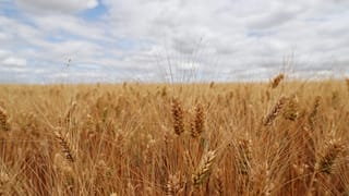 Colheita de trigo deve crescer 8% este ano no Brasil, em relação a 2021