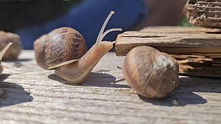 تربية الحلازين في النمسا.